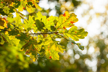 Jesienne liście dębu 