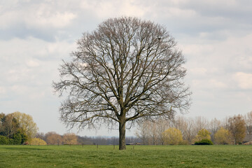 Isolated oak tree in autumn