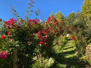 Fototapeta na wymiar Rose Garden Uhrerhof (The highest rose garden in Europe) or Rosarium Uhrerhof (Höchstgelegener Rosengarten Europas) or Roseto Ortisei - South Tyrol, Italy (Südtirol, Italien)