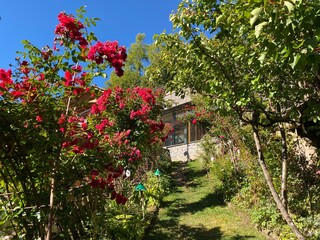 Rose Garden Uhrerhof (The highest rose garden in Europe) or Rosarium Uhrerhof (Höchstgelegener Rosengarten Europas) or Roseto Ortisei - South Tyrol, Italy (Südtirol, Italien)