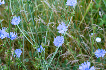 Fototapeta premium Beautiful chicory flower on an unfocused field background.