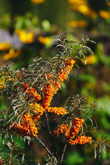 Naklejka na ściany i meble Branch of sea buckthorn berries in bright golden sun on blurry background of orange flowers. Warm autumn colors Harvesting a rich harvest of berries in autumn Benefits and vitamins of natural products