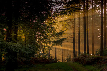 Fototapeta na wymiar Forêt, matin d'automne