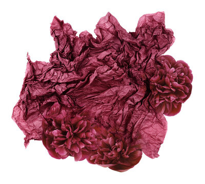Crumpled Red Tissue Paper And Peony Flowers Isolated On White