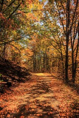 Obraz premium Bosque otoño