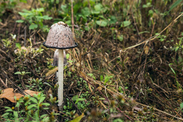 Overripe alcohol inky cap wild mushroom. White mushroom with black rim on the cap. Inedible poisonous fungus.