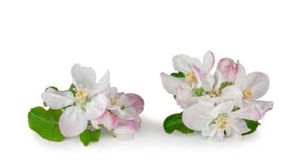 Naklejka na ściany i meble Apple flowers isolated on a white background