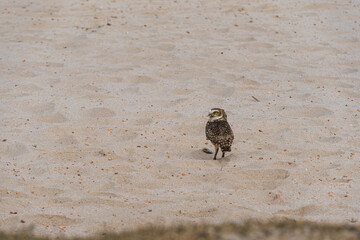 Free owl in nature watching on the sand of the lagoon in Rio das Ostras in Rio de Janeiro.