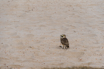 Free owl in nature watching on the sand of the lagoon in Rio das Ostras in Rio de Janeiro.
