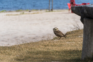 Free owl in nature watching on the sand of the lagoon in Rio das Ostras in Rio de Janeiro.