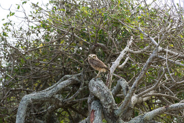 Free owl in the wild watching over the branches of a tree in Rio das Ostras in Rio de Janeiro.