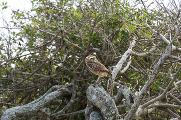 Free owl in the wild watching over the branches of a tree in Rio das Ostras in Rio de Janeiro.