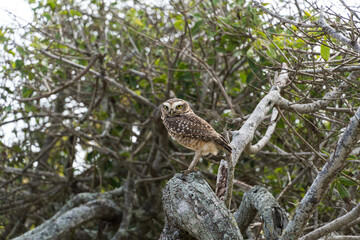 Free owl in the wild watching over the branches of a tree in Rio das Ostras in Rio de Janeiro.
