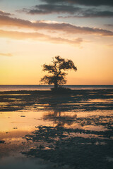 The tree in the water and the reflection Cork tree, mangrove apple, Lampu tree on seashore during sunset at Ai Lemak Beach, Sumbawa, Indonesia