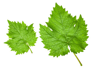 Green grape leaves isolated on a white background