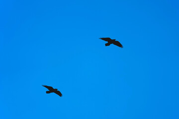 Two black crows fly one after another on the clear blue sky background. Birds in their natural...