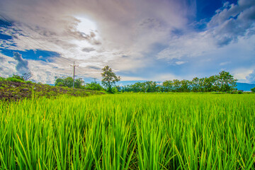 Fototapeta na wymiar rice field and sky background at sunset with sunlight and overcast clouds