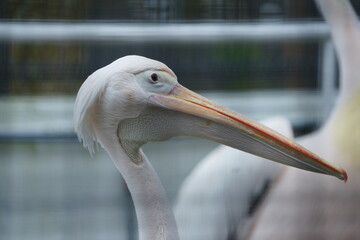水族館のペリカン
