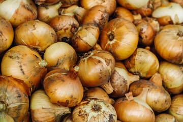 Close-up of onion heads of golden tsvet. Onion. Lots of onion heads