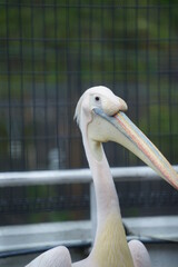 水族館のペリカン