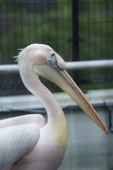 水族館のペリカン