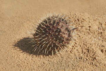 Yellow hedgehog fish washed ashore