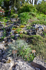 Exotical plants in the Botanischer Garten der Universität Basel (botanical garden of the university of basel) in Basel, Switzerland