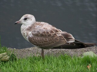 Norwegian bird