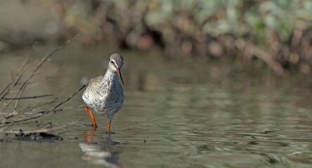 Spotted Redshank (Tringa erythropus), Crete