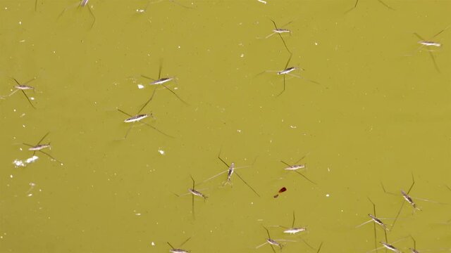 Group of Gerris lacustris, commonly known as the common pond skater is skating on a water surface.