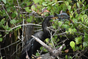 Anhinga catches a fish and.kills it.
