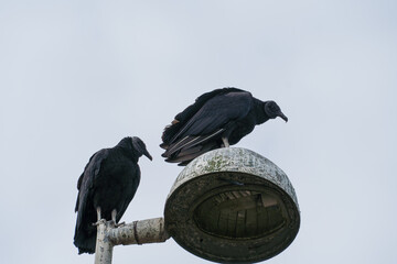 Vulture on top of the light pole. Partly cloudy day.