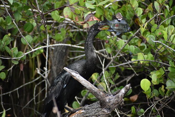 Anhinga catches a fish and.kills it.