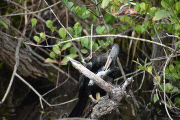 Anhinga catches a fish and.kills it.