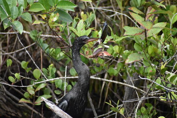 Anhinga catches a fish and.kills it.