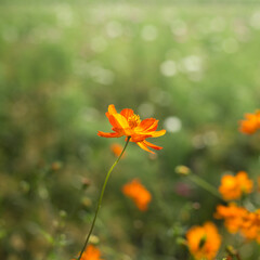 一輪のキバナコスモス