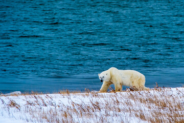 Polar bear waits on shore of Hudson Bay, near Churchill, Manitoba, for ice to form so he can hunt...