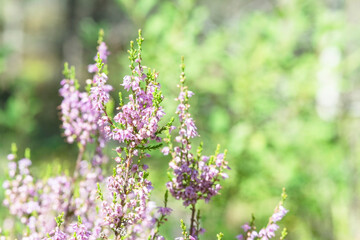 heather branches with flowers close-up with copy space for text