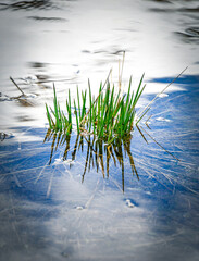 The rebirth of herbs in an alpine lake. Ubaye. France.