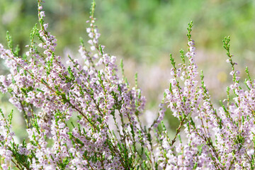 a glade of heather in the forest