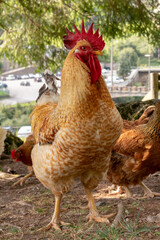 rooster and hens on a mountain farm