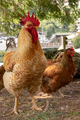 rooster and hens on a mountain farm
