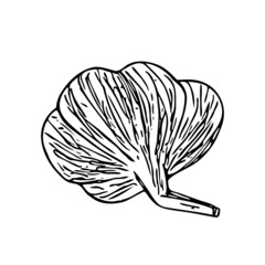 Hand-drawn garlic, plant of the onion family. Farm product, vegetarian food, proper nutrition, healthy diet. Sketch, doodle, minimalism, line art. Isolated. Vector illustration.