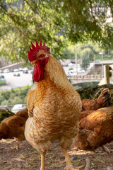 rooster and hens on a mountain farm