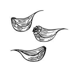 Hand-drawn garlic cloves, plant of the onion family. Farm product, vegetarian food, proper nutrition, healthy diet. Sketch, doodle, minimalism, line art. Isolated. Vector illustration