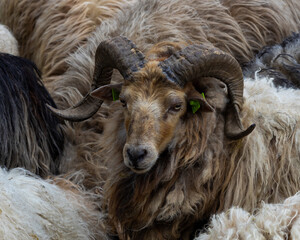 Surrounded sheep close up.