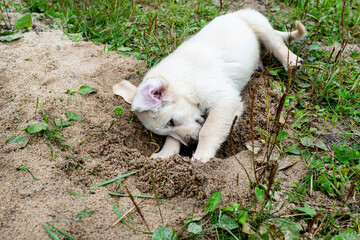 Naklejka na ściany i meble A male golden retriever puppy is digging a hole in a pile of sand in the backyard.