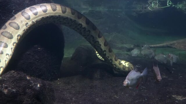 A flock fish of the Metynnis hypsauchen in water with the green anaconda (Eunectes murinus).