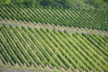 Fototapeta na wymiar winegrowing on the mosel in germany vintner profession