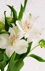 Flowers background . White Alstroemeria flowers bouquet on white background . Botanical Poster